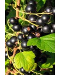 Смородина чорна Чорний Десерт (середньопізня) | Смородина черная Черный Десерт (среднепоздняя) | Ribes rubrum Black Desert 